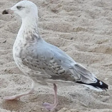Schwedenstern - Familienurlaub An Der Ostsee * Kochendorf